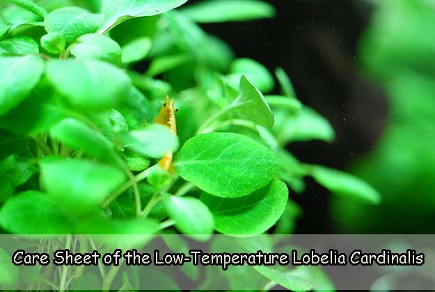 Care Sheet of the Low-Temperature Lobelia Cardinalis