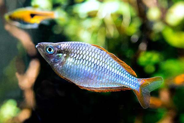Dwarf Neon Rainbowfish