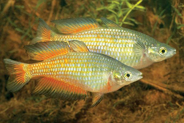 Parkinsoni Rainbowfish