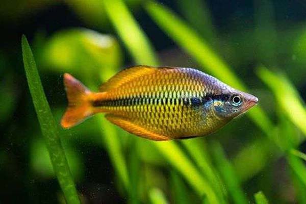 Yellow Rainbowfish