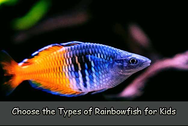 Choose the Types of Rainbowfish for Kids