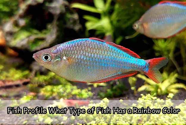 Fish Profile - What Type of Fish Has a Rainbow Color
