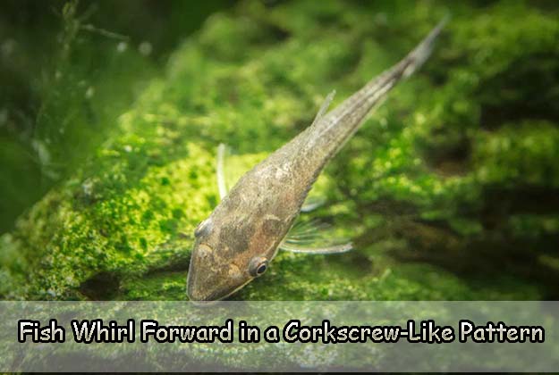 Fish Whirl Forward in a Corkscrew-Like Pattern