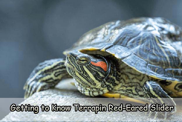Getting to Know Terrapin Red-Eared Slider