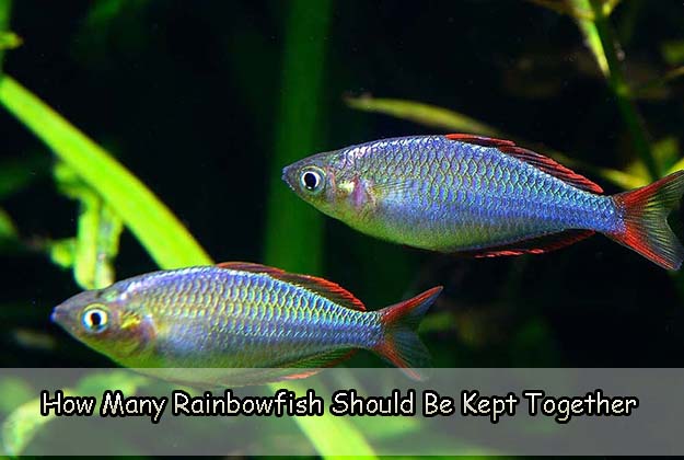 How Many Rainbow fish Should Be Kept Together
