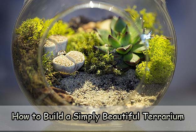 How to Build a Simply Beautiful Terrarium