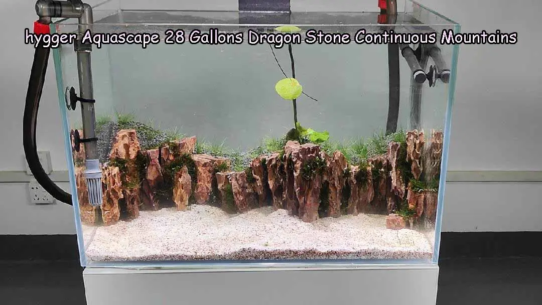 28 gallons dragon stone tank aquascape