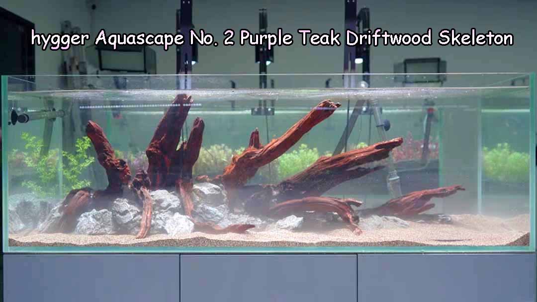 purple teak driftwood tank video