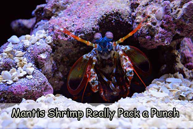 Mantis Shrimp Really Pack a Punch