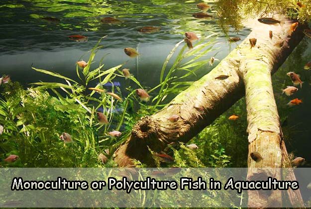 Monoculture or Polyculture Fish in Aquaculture