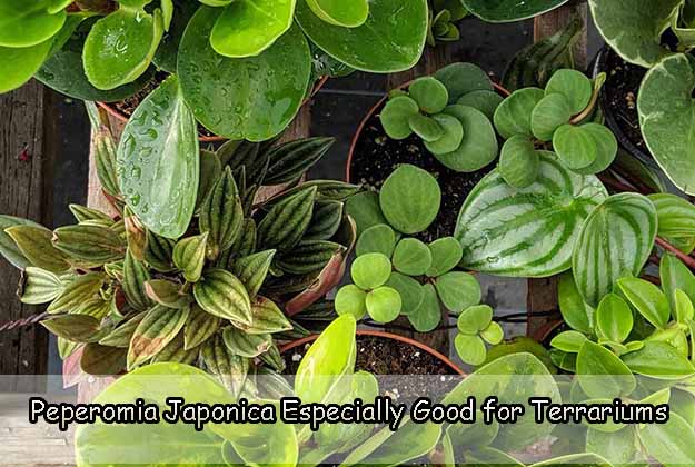 Peperomia Japonica Especially Good for Terrariums