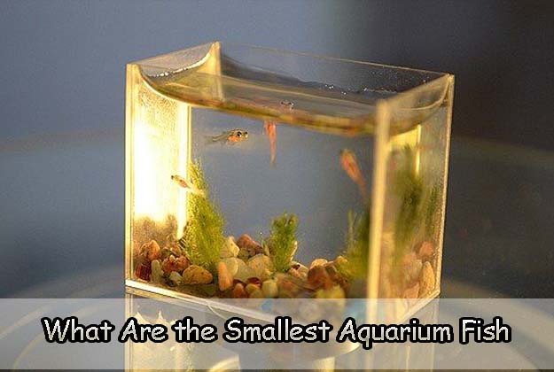 What Are the Smallest Aquarium Fish