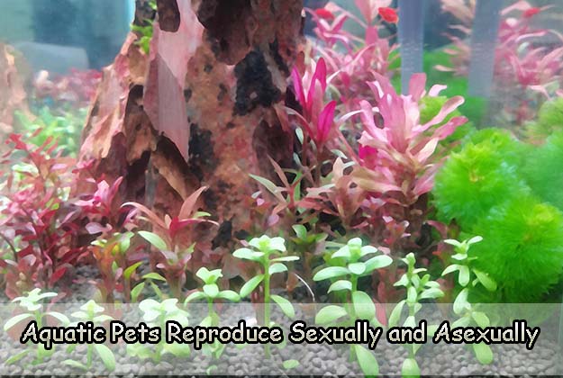 Aquatic Pets Reproduce Sexually and Asexually