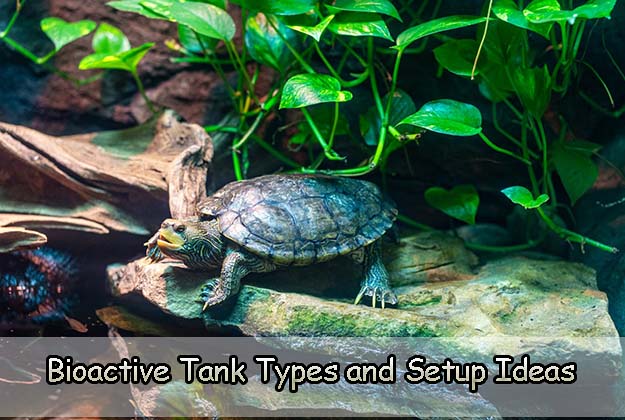 Bioactive Tank Types and Setup Ideas