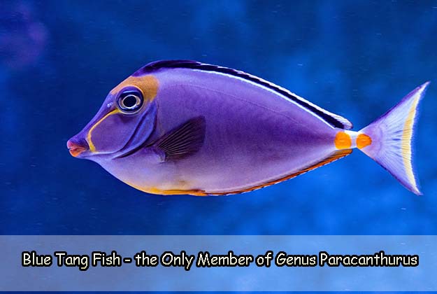 Blue Tang Fish - the Only Member of Genus Paracanthurus