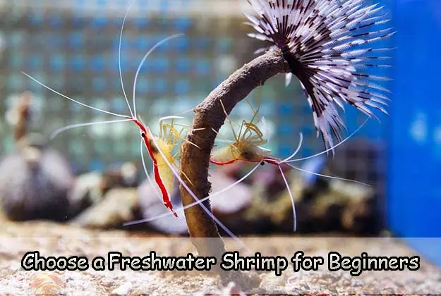 Choose a Freshwater Shrimp for Beginners