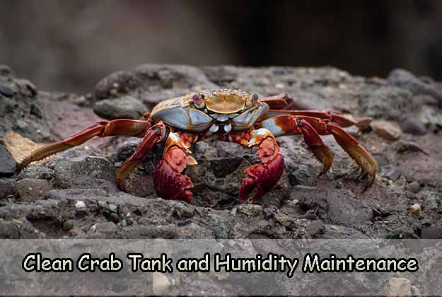 Clean Crab Tank and Humidity Maintenance