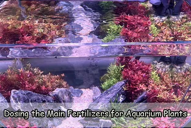Dosing the Main Fertilizers for Aquarium Plants