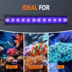 Coral Reef Light
