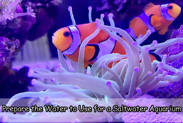 Prepare the Water to Use for a Saltwater Aquarium