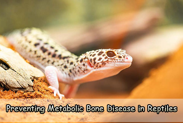 Preventing Metabolic Bone Disease in Reptiles