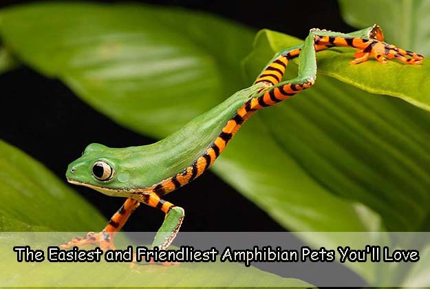 The Easiest and Friendliest Amphibian Pets You'll Love