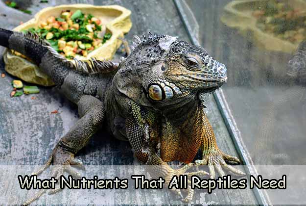 What Nutrients That All Reptiles Need