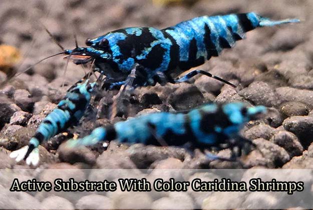 Active Substrate With Color Caridina Shrimps