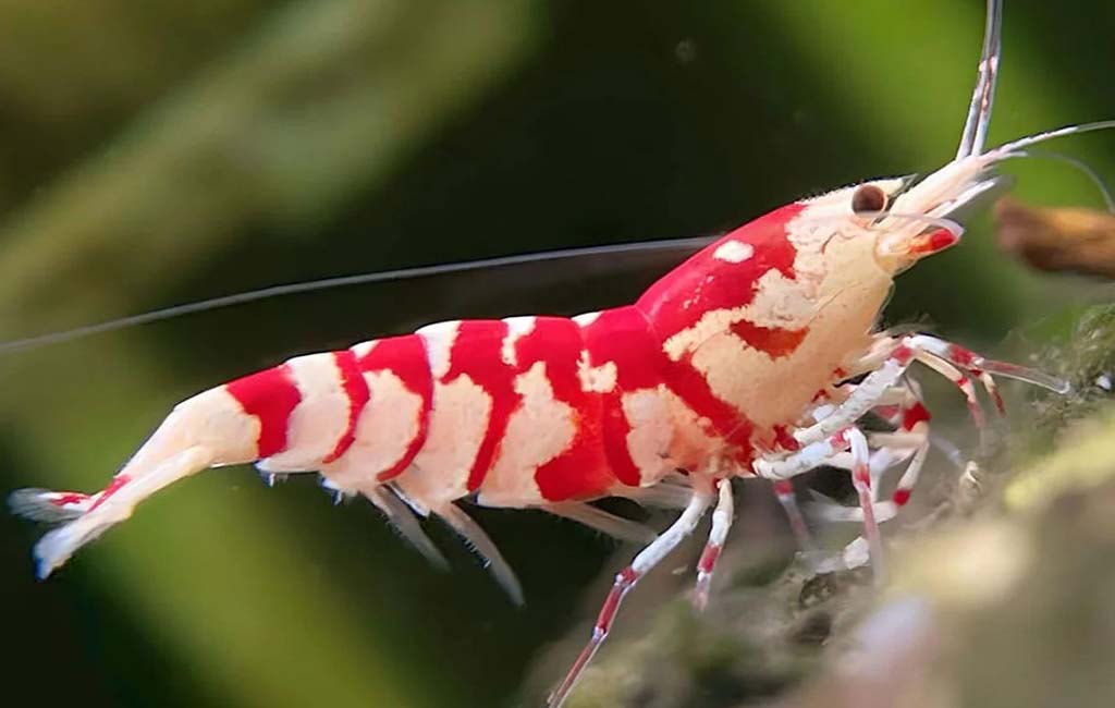 caridina shrimp