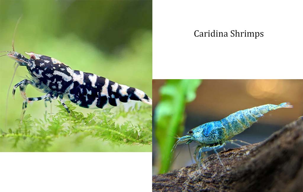 neocaridina shrimp vs caridina
