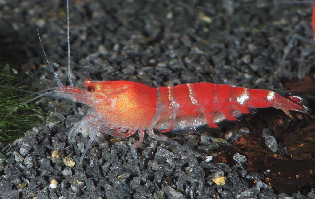 beginner guide of caridina shrimps