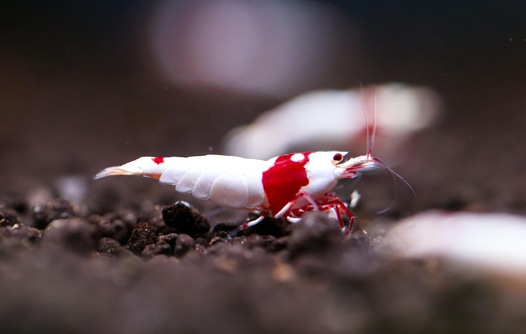 Substrate For Caridina Shrimps