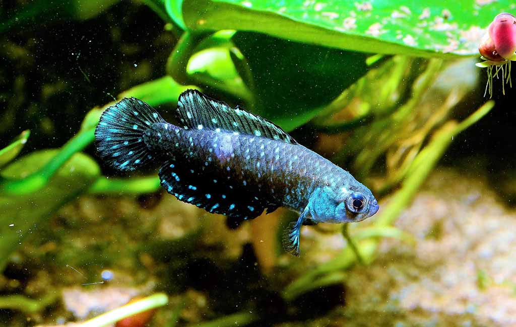 fish species