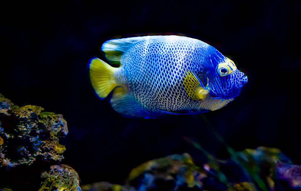 fish specific species care