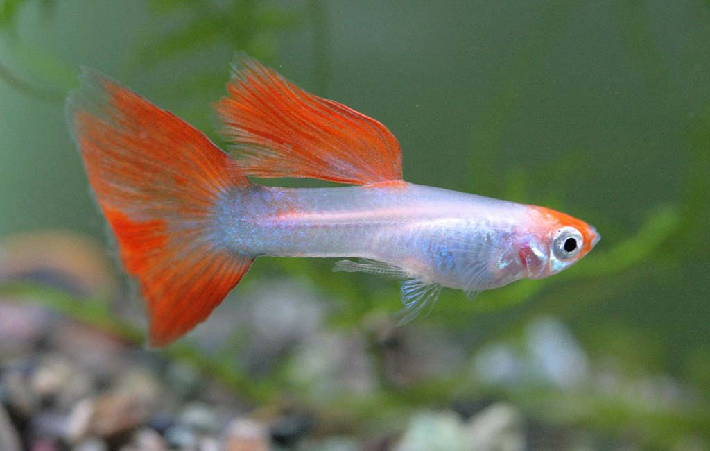easy to take care of fish