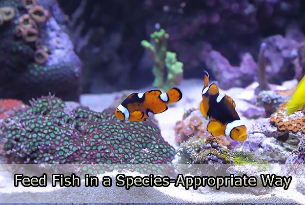 Feed Fish in a Species-Appropriate Way