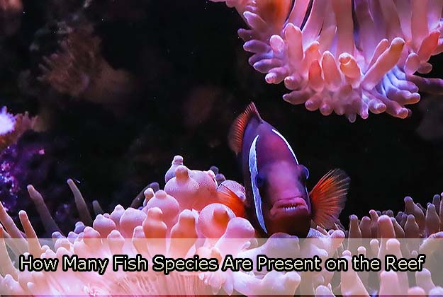 How Many Fish Species Are Present on the Reef