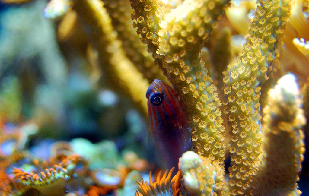reef fish species
