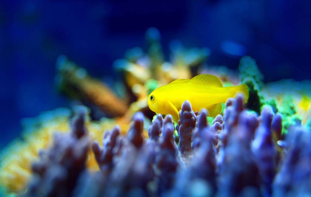 reef fish species