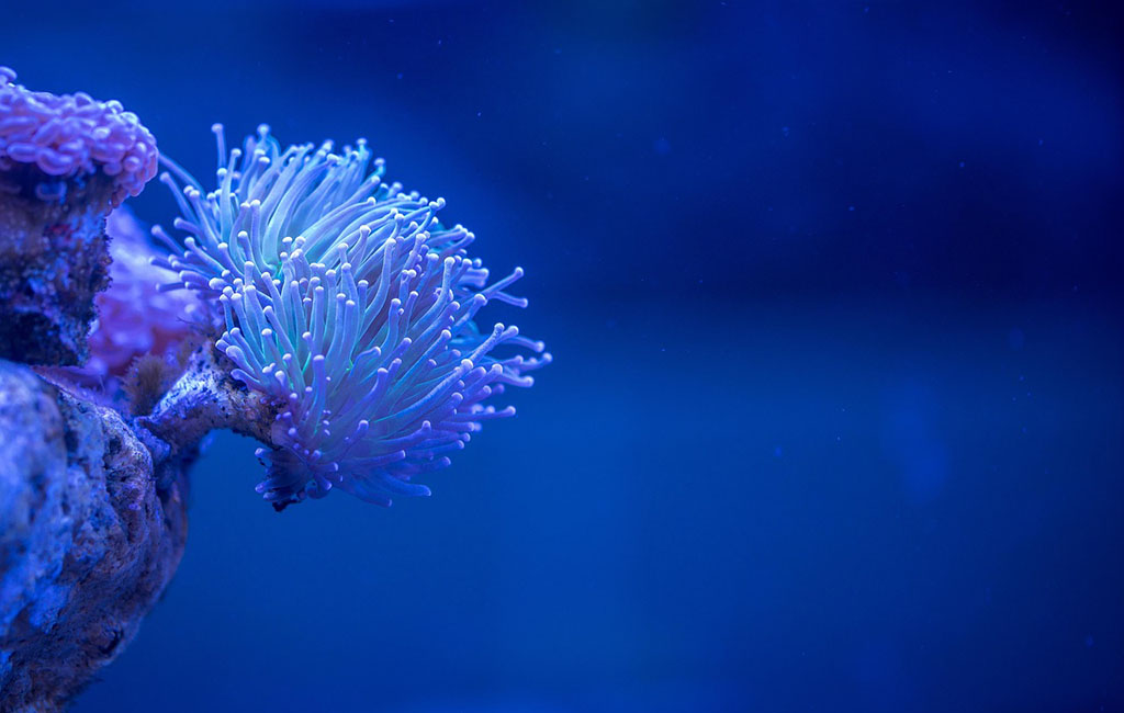 best lighting for saltwater tank