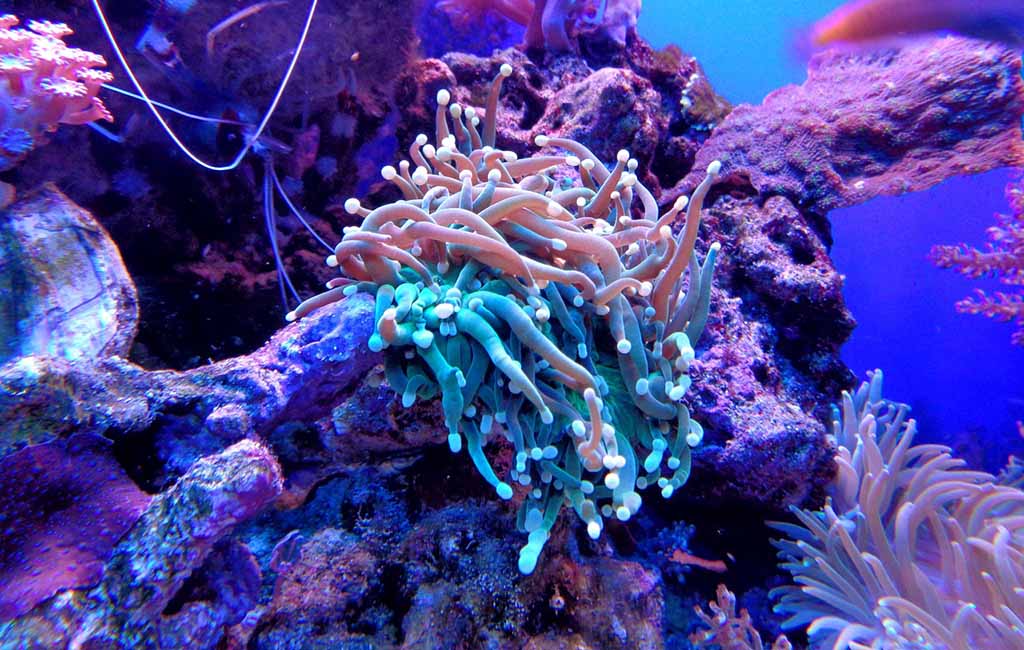 how many watts of lighting for saltwater
