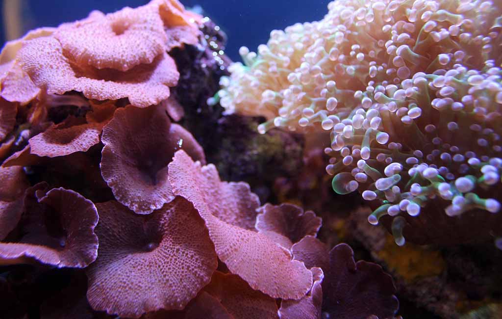 saltwater tank lighting schedule