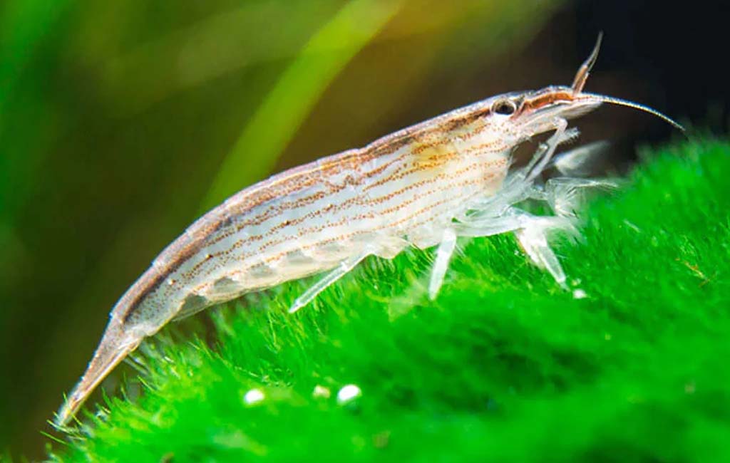 bamboo shrimp