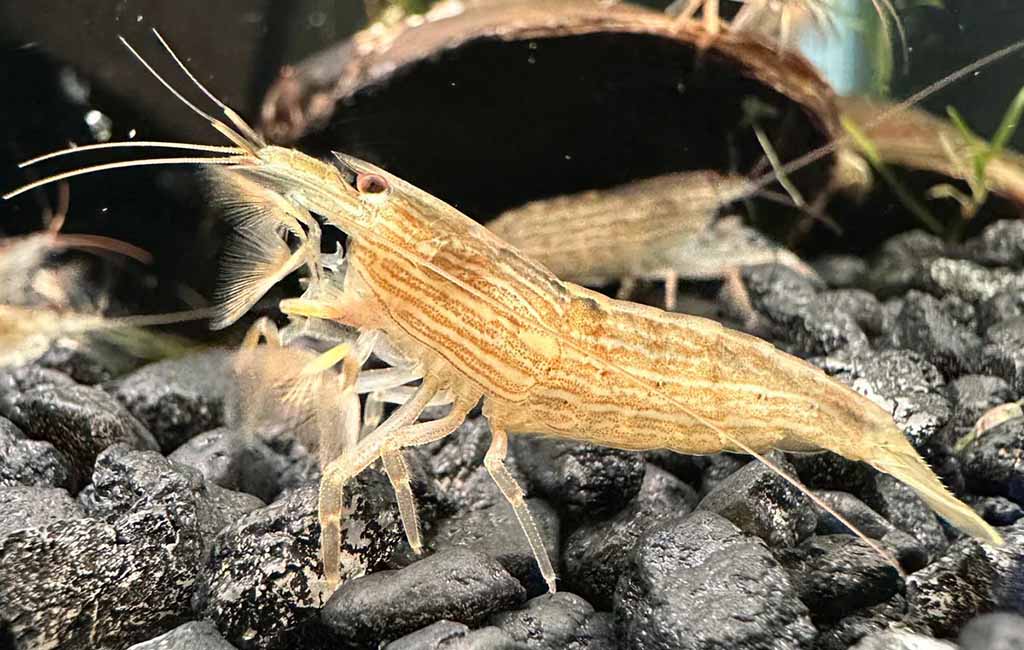 Bamboo Shrimp Change Color
