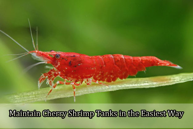 Maintain Cherry Shrimp Tanks in the Easiest Way