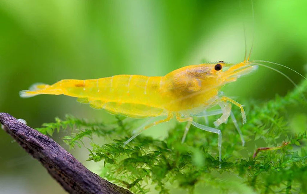 clean cherry shrimp tank