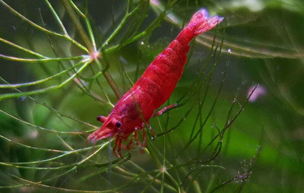 Community shrimp tank