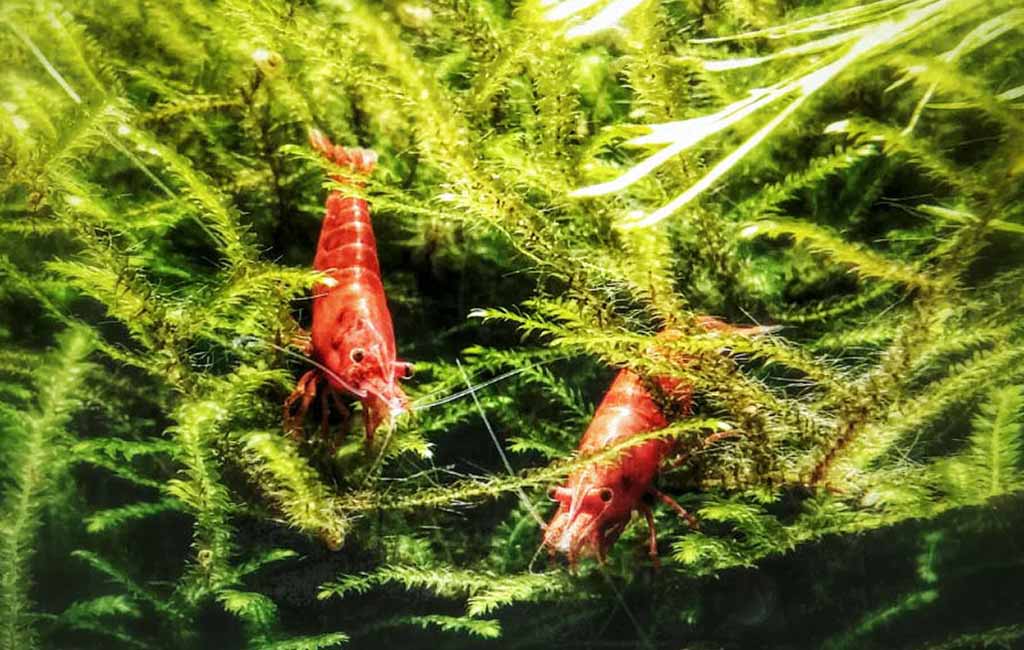 cherry shrimp tank maintenance frequency