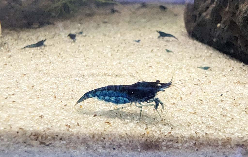 maintaining a cherry shrimp tank