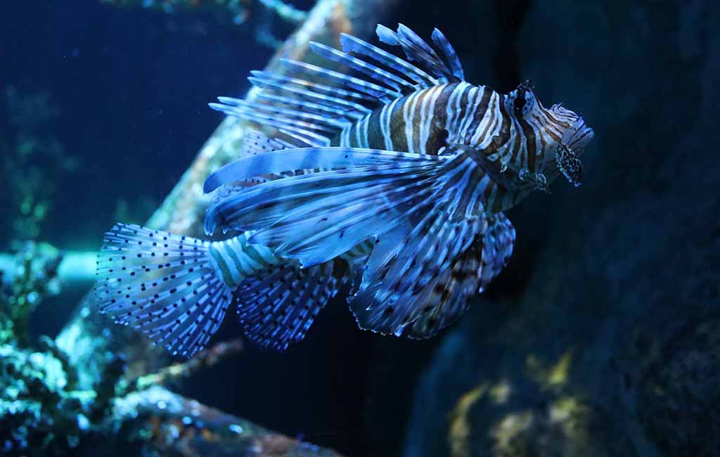 lionfish genus